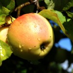 Äpfel reifen