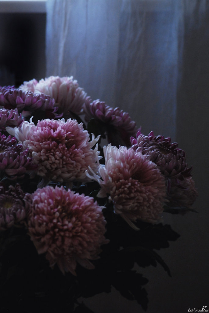 Großblütige Chrysanthemen in der Vase: mehr ist mehr